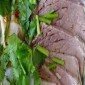 Lan City Hand Pulled Noodle